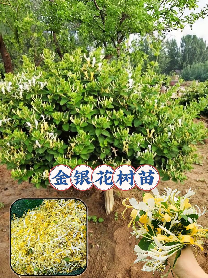 金银花夏季栽培方法