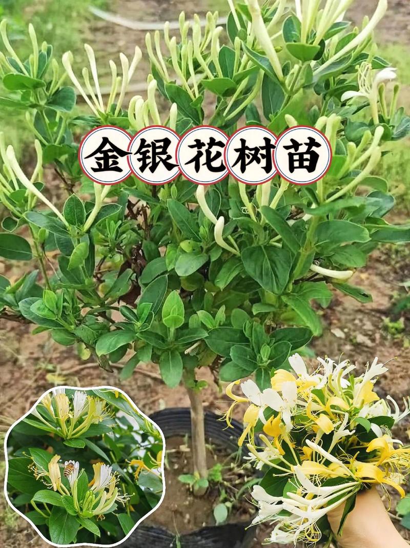 金银花夏天地栽能活吗