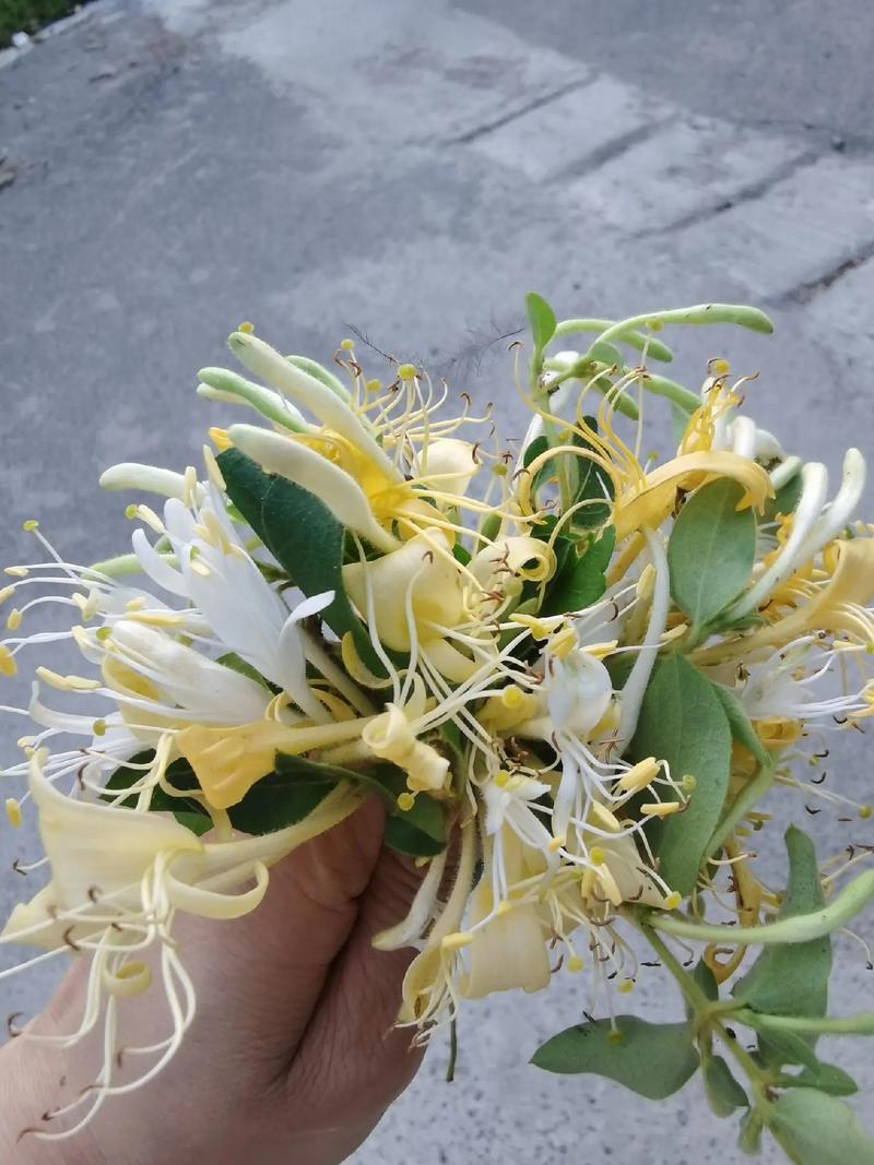 金银花夏天能晒太阳吗?夏天怎么保养?