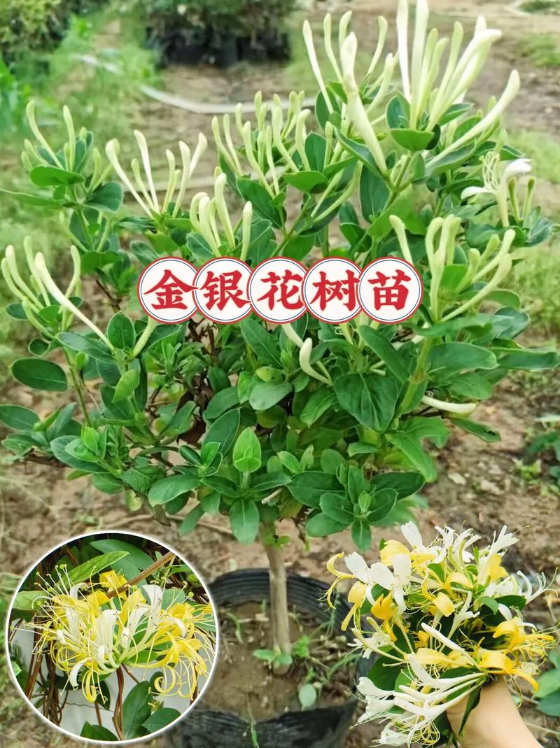 盆栽金银花的四季养护方法