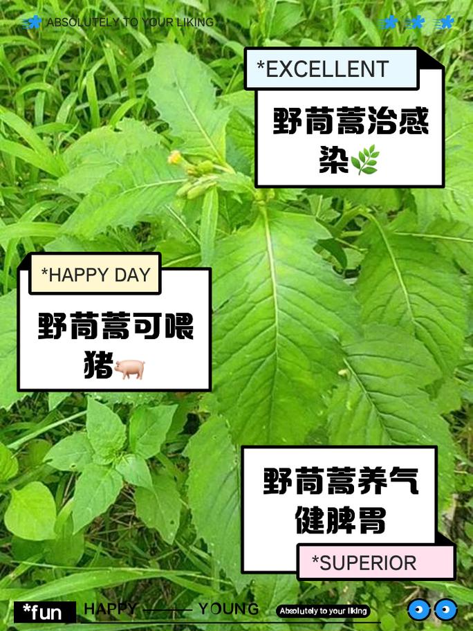 野茼蒿能吃吗?
