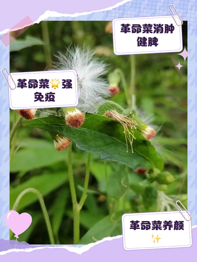 革命菜保健功能