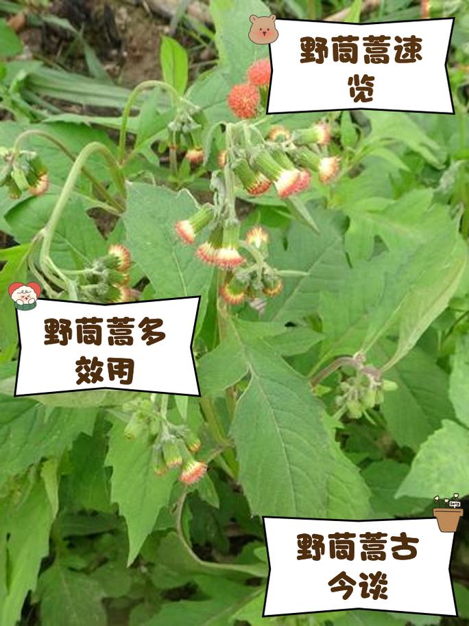 野茼蒿的功效与作用及吃法