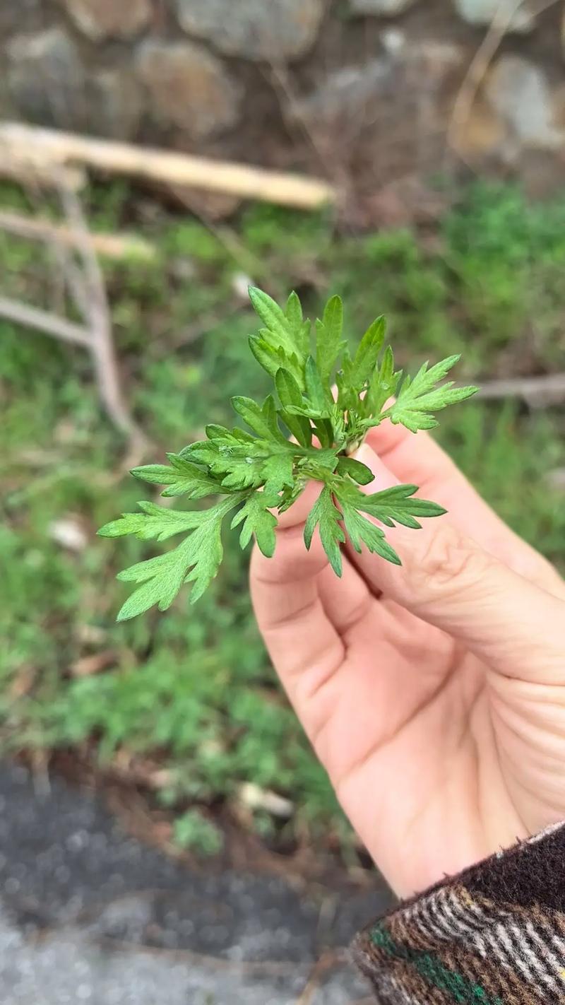 野蒿菜的功效与作用
