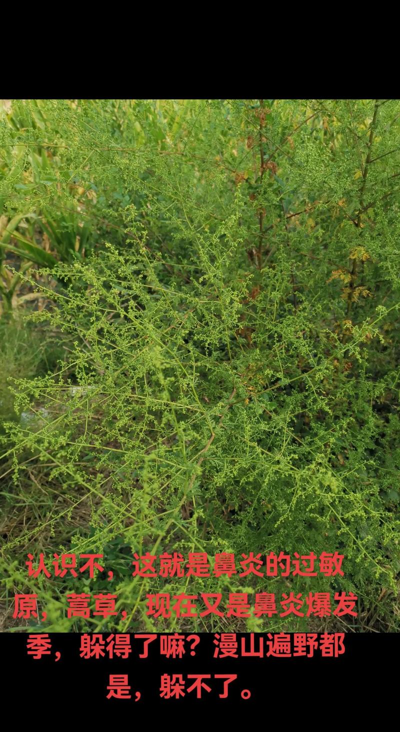 野蒿子草有什么功效与作用?