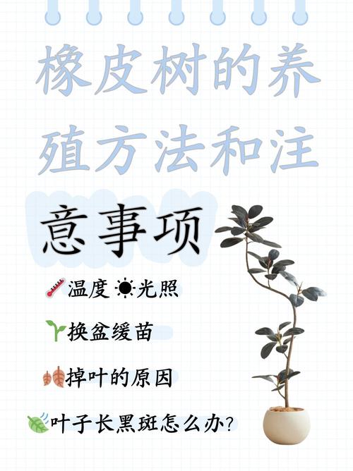 橡皮树为什么不能养在家