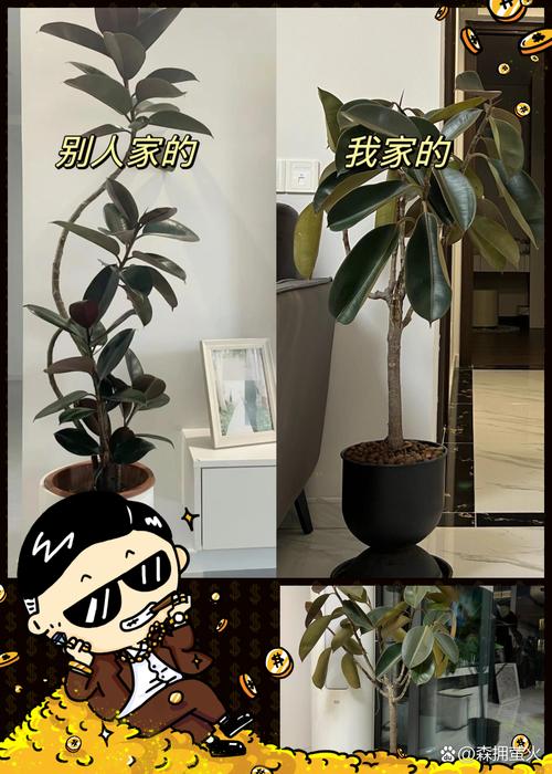 橡皮树能放室内吗橡皮树是否能放室内