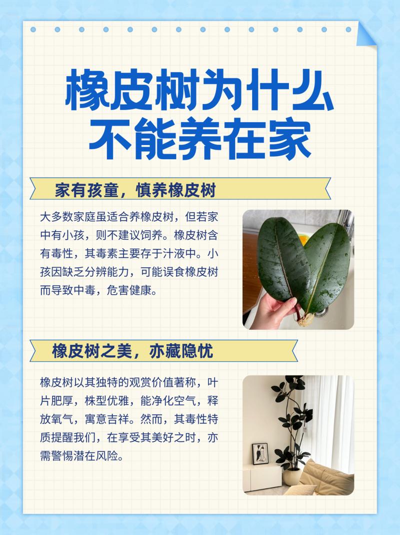 橡皮树有毒吗能在室内养吗