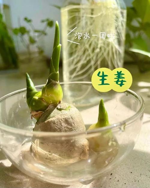 买姜不能全自己吃还可以当盆景欣赏