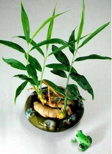 想要盆景不一定要买!把一块“姜”放在土里几个月后长成“小树林”_百...