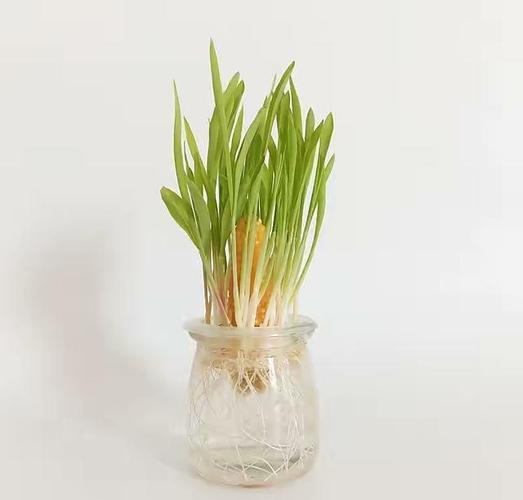 8种蔬菜根,插在水瓶里,长成小盆景,掐着叶子吃,又嫩又鲜美