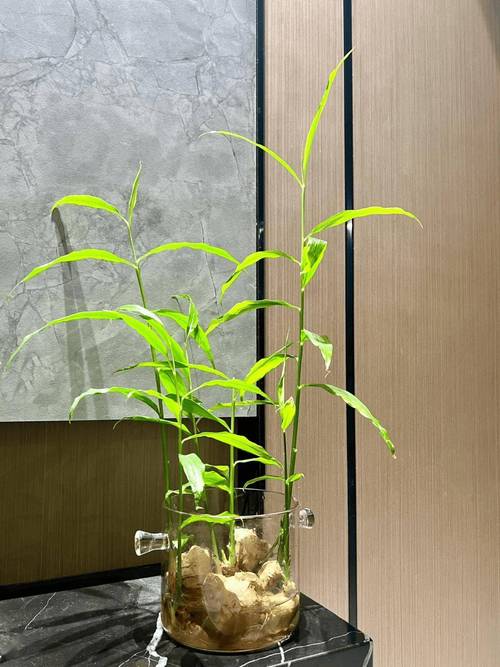 葱、姜、蒜可以在家种不花一分钱还可以当盆景
