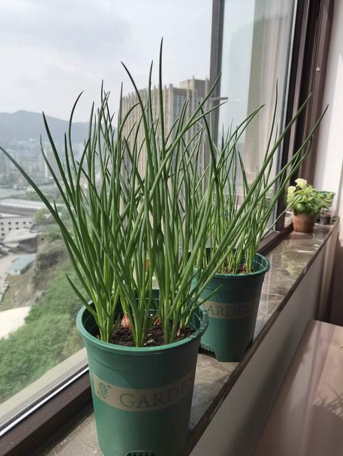 葱姜蒜,在家就能种,不花1分钱,还能当盆景赏