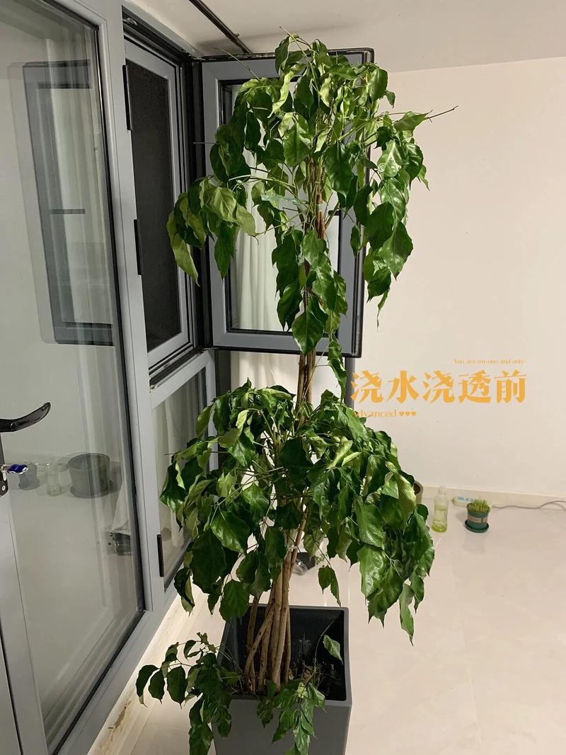 幸福树大量掉叶子怎么办,怎么挽救