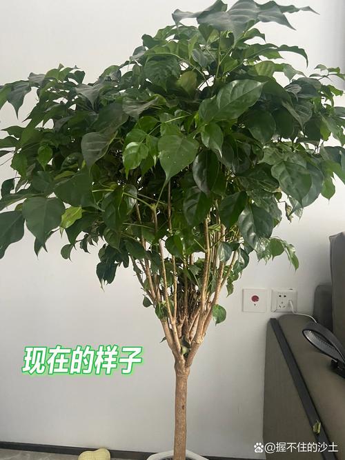 春天幸福树老是掉叶子怎么办,增光通风追施氮肥