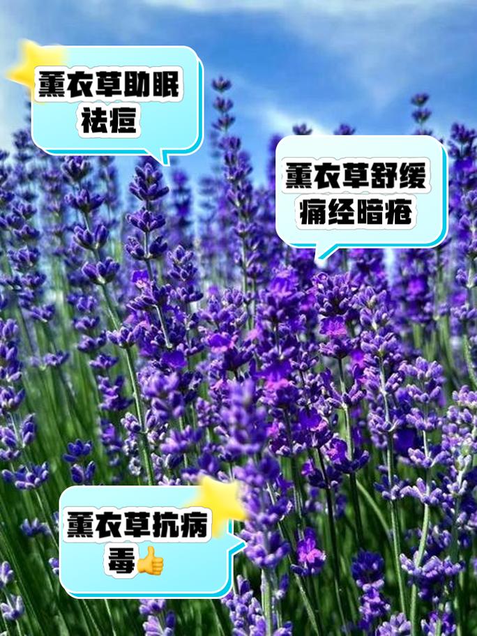 薰衣草的作用和功效有哪些
