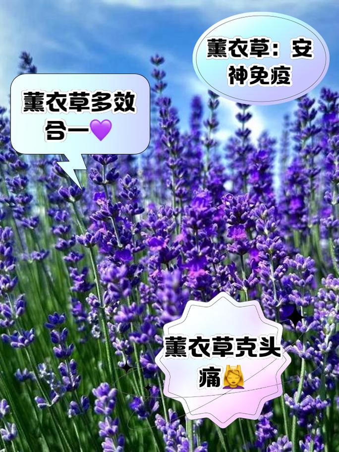 薰衣草的功效与作用