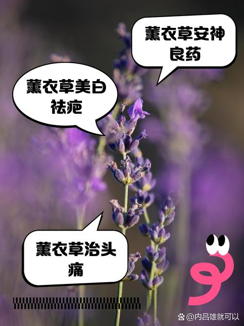 薰衣草泡水喝的功效与禁忌