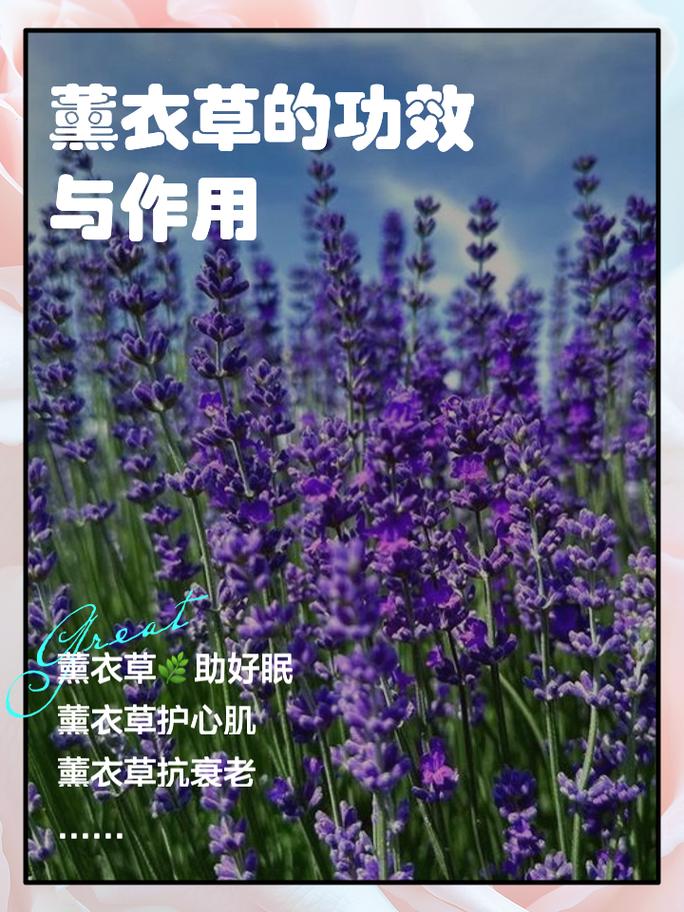 薰衣草有什么功效和作用