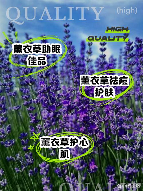 薰衣草功效与作用禁忌有哪些