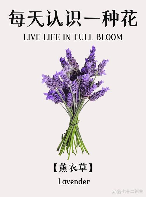 熏衣草的功效与作用