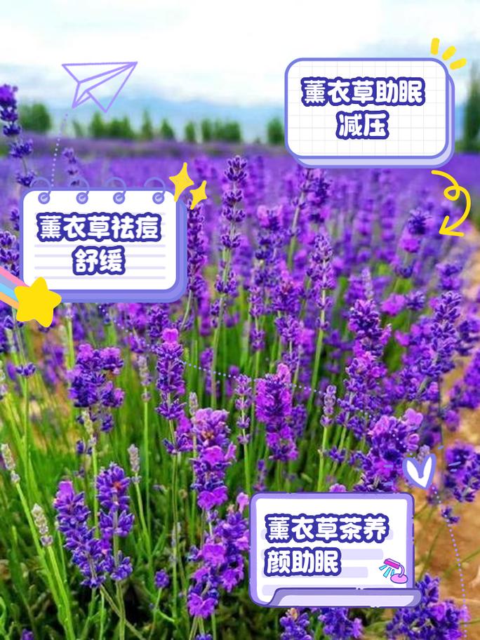 薰衣草的作用和功效