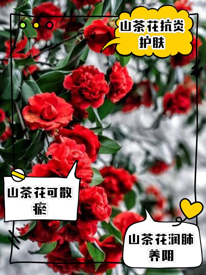 山茶花的功效和作用，山茶花有什么功效？山茶花的功效与用法？