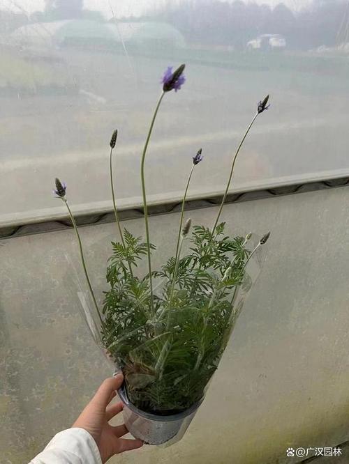 薰衣草叶子发黄是什么原因?怎么解决?