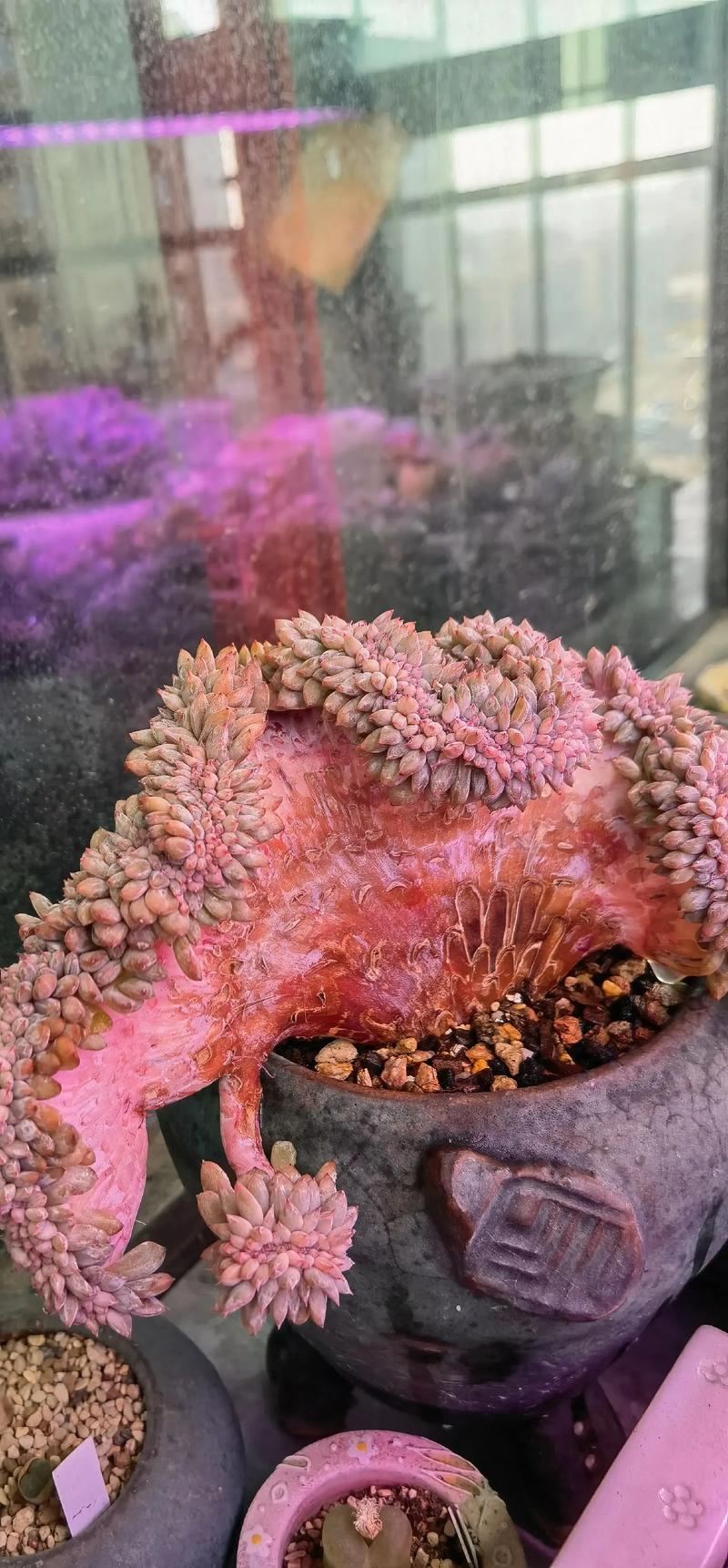 喷火龙缀化怎么养