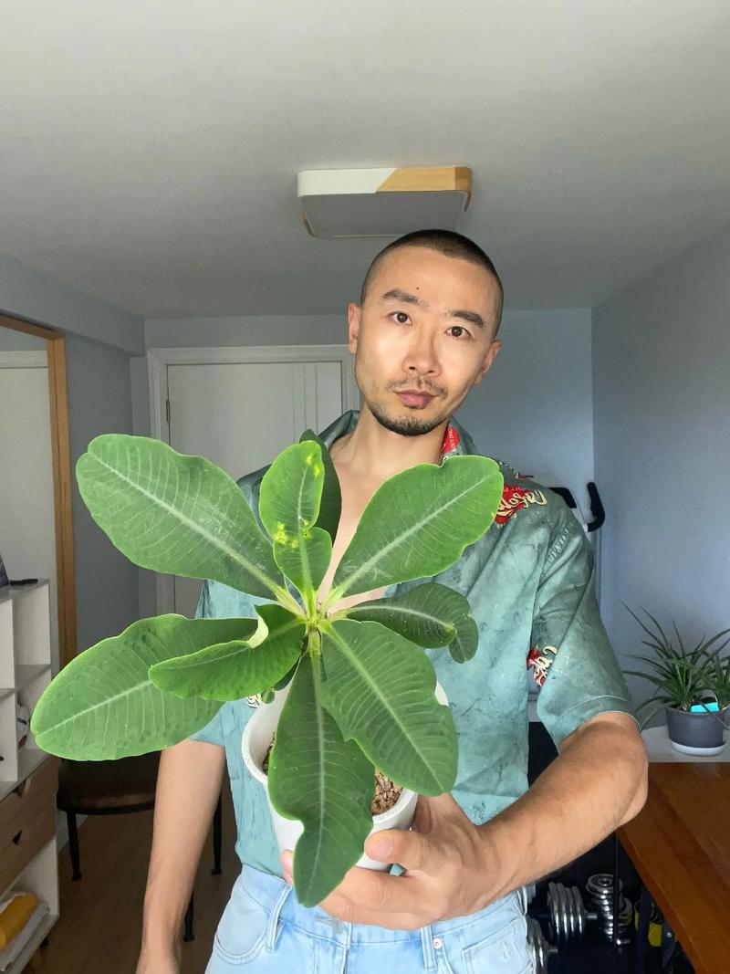 喷火龙插叶法