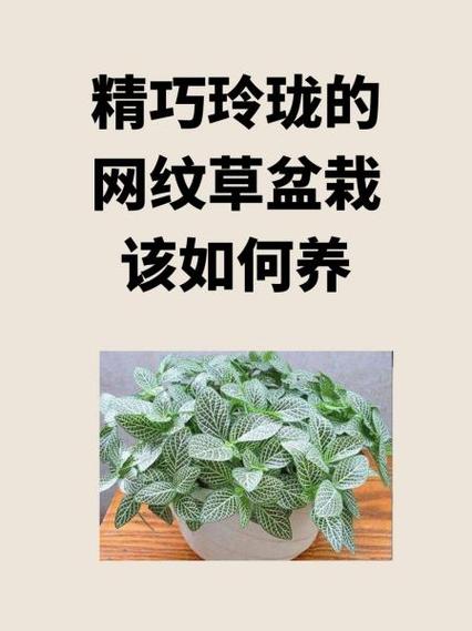 网纹草叶子卷曲枯萎了怎么办网纹草叶子卷曲枯萎了解决方法