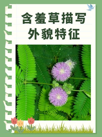 含羞草外形特征的描写