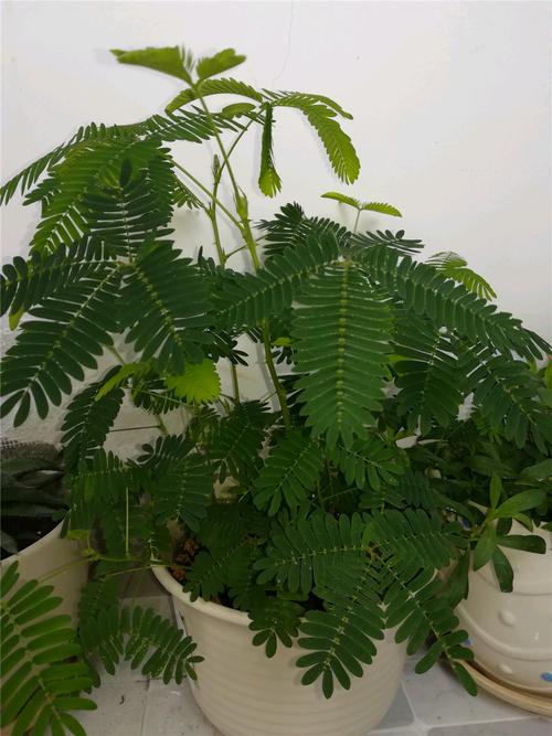 含羞草长什么样,叶子像什么