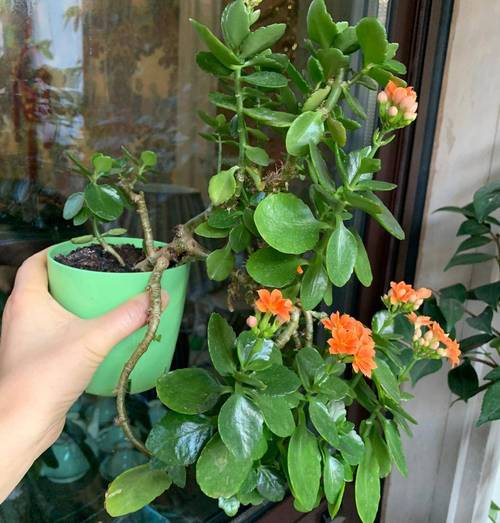 长寿树盆栽的种植方法
