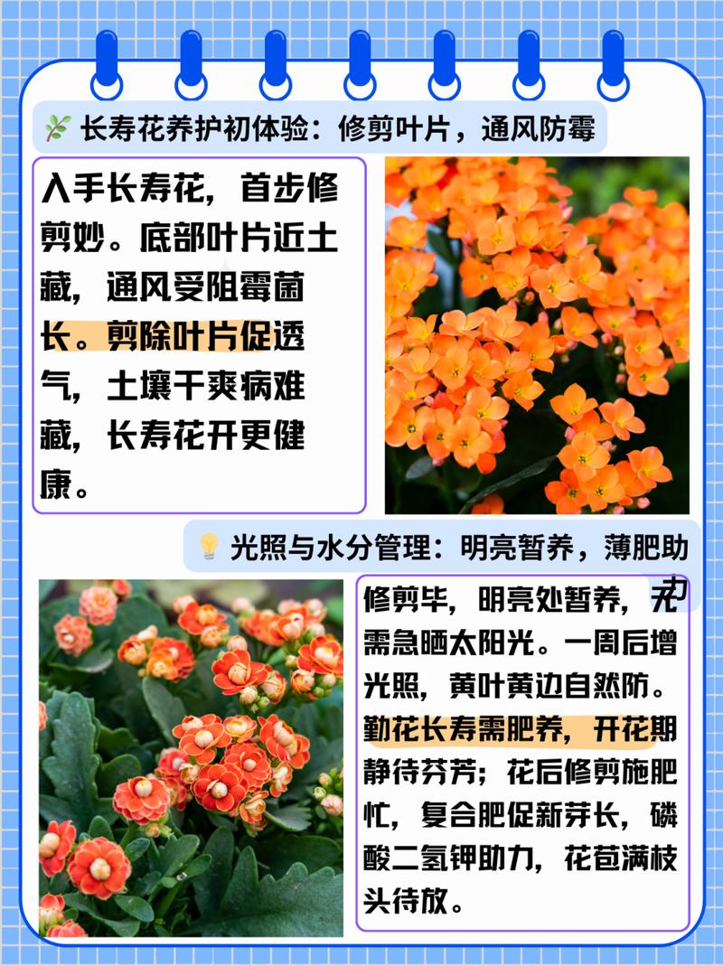 盆栽长寿花的养殖方法和注意事项