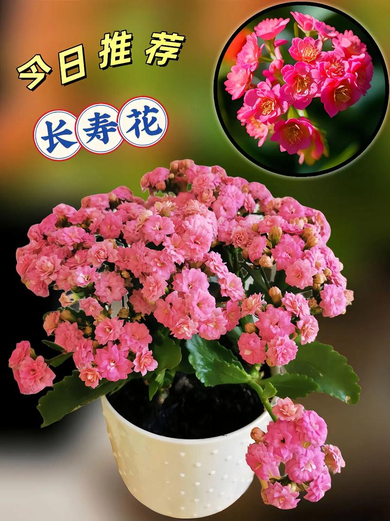 长寿花的养殖方法和注意事项有哪些长寿花如何养殖