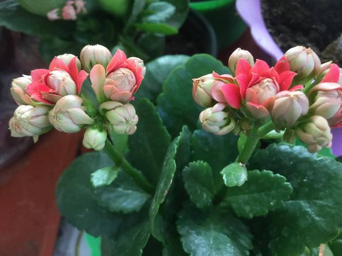 长寿花一盆里养几株好(长寿花的养殖方法,总结最实用最基础的八种养殖...