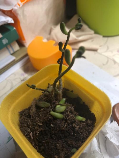 五十铃玉叶枯萎怎么办?