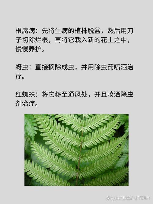凤尾蕨的病虫害及其防治，凤尾蕨有毒吗