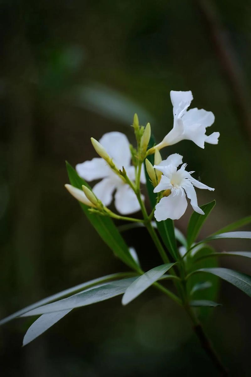 有毒的花有哪些？有毒的花有哪些花语？