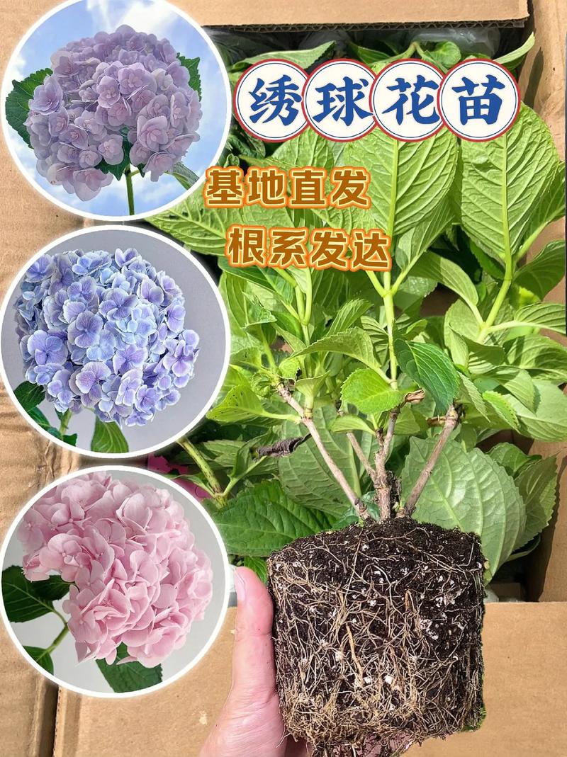 无尽夏绣球养护方法是什么(栽培无尽夏绣球的注意事项)