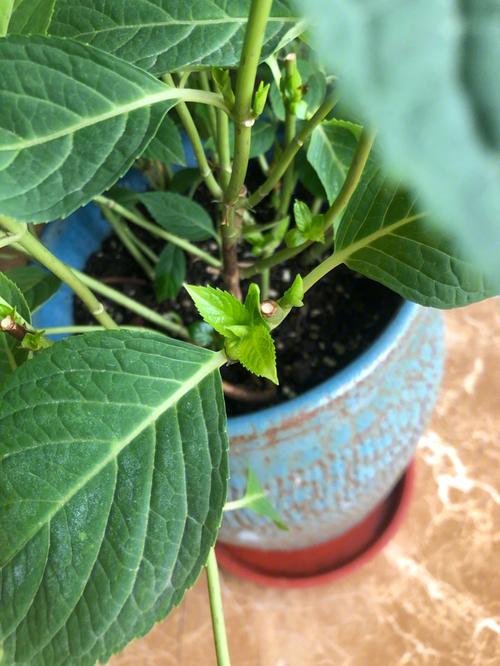 绣球花无尽夏的养殖方法和注意事项,无尽夏绣球冬季养护