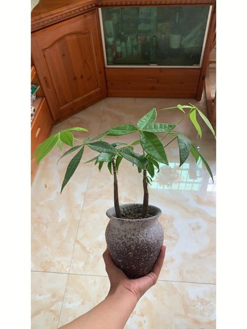 梦见发财树又发芽了