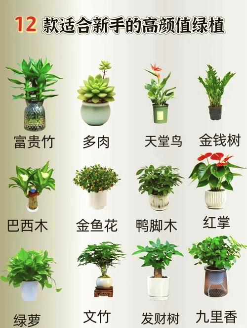几种常见盆栽植物介绍与种植
