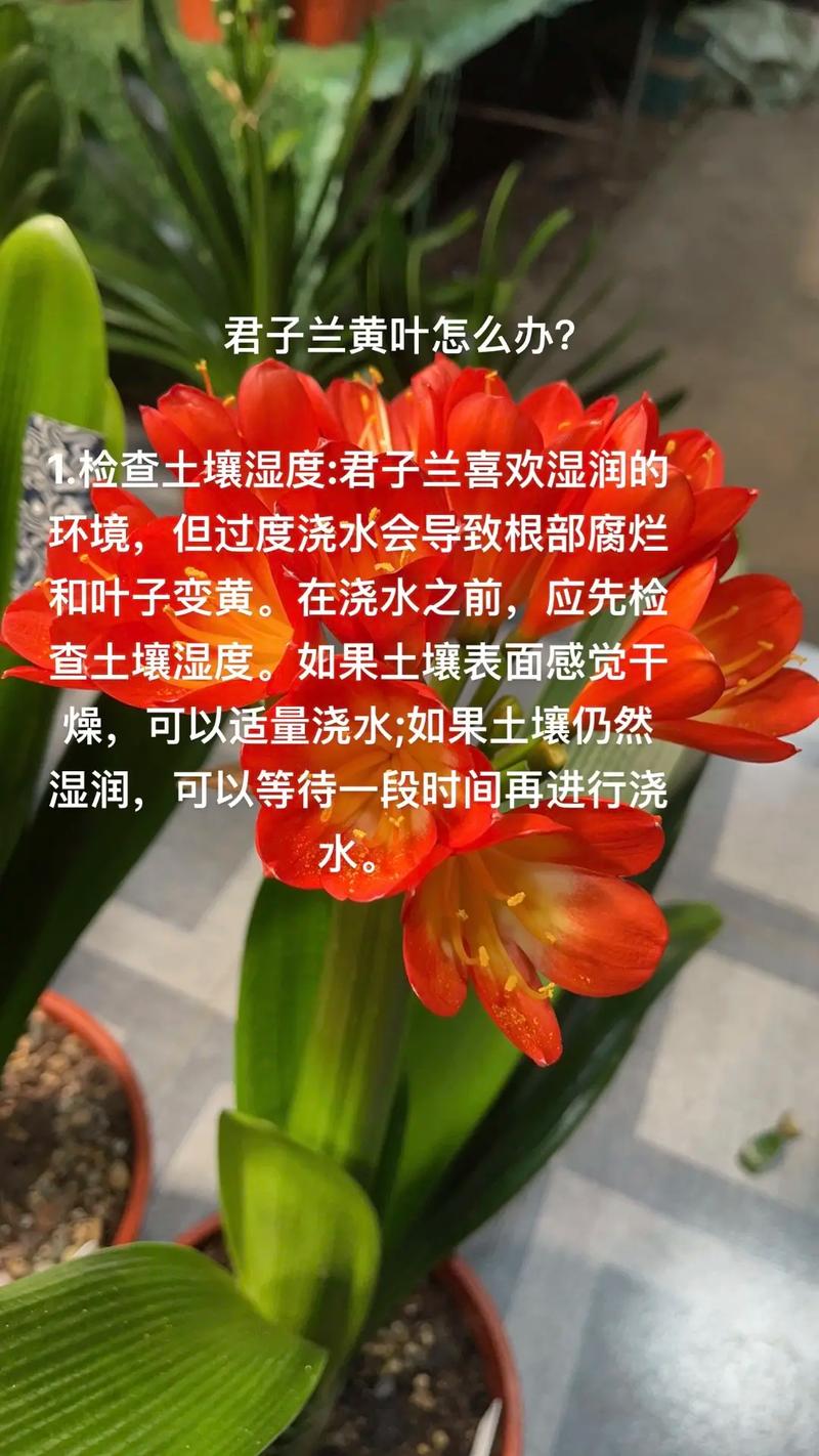 刚买回来的君子兰怎么种