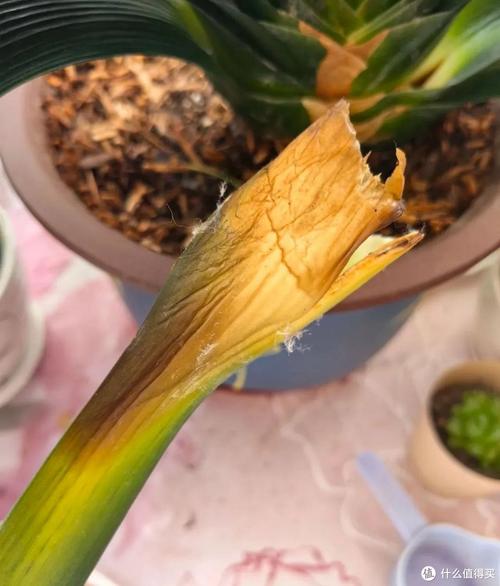 新买的君子兰小苗怎么养