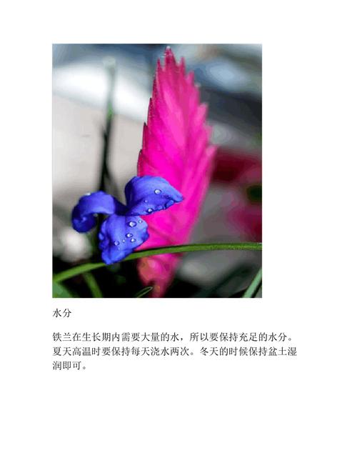 铁兰的养殖方法和注意事项