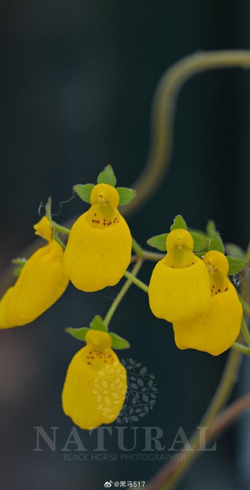 蒲包花花期是什么时候?花期如何管养?蒲包花花期知识介绍!
