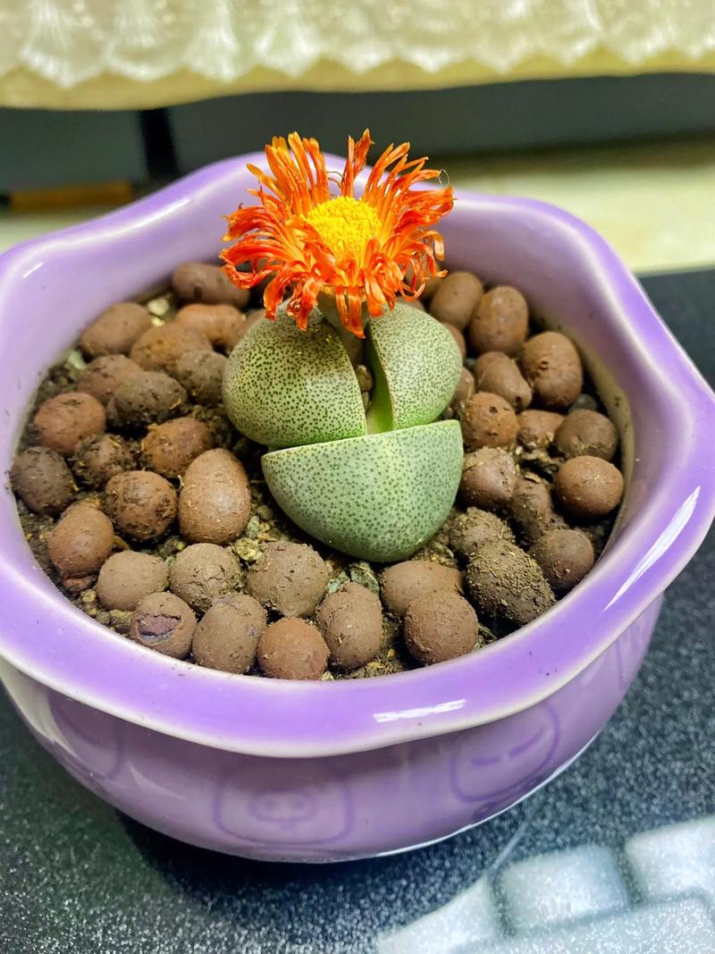元宝花怎么养才开花