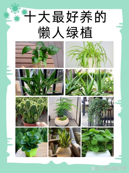 家养盆栽蒲包花的养殖方法和注意事项有哪些